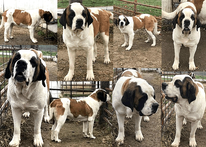 Ophie collage